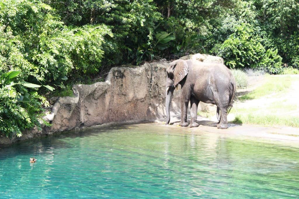 elephant-disney-world-animal-kingdom