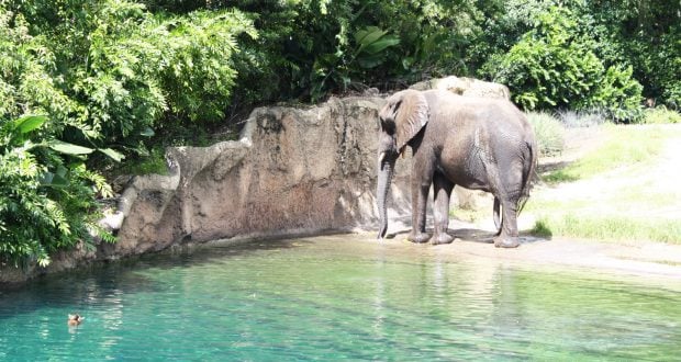 Elephant at Animal Kingdom
