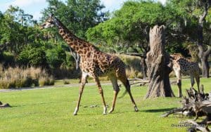 Kilimanjaro-safaris-giraffe