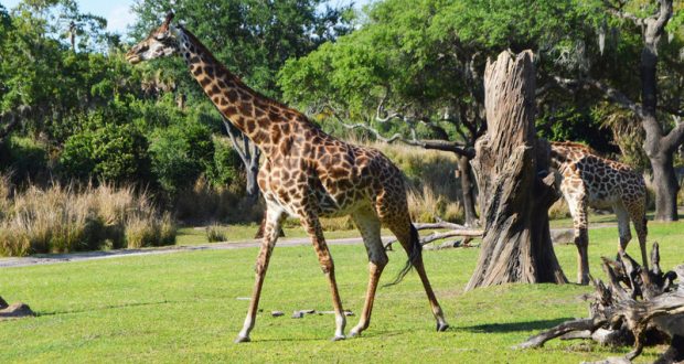 Kilimanjaro-safaris-giraffe