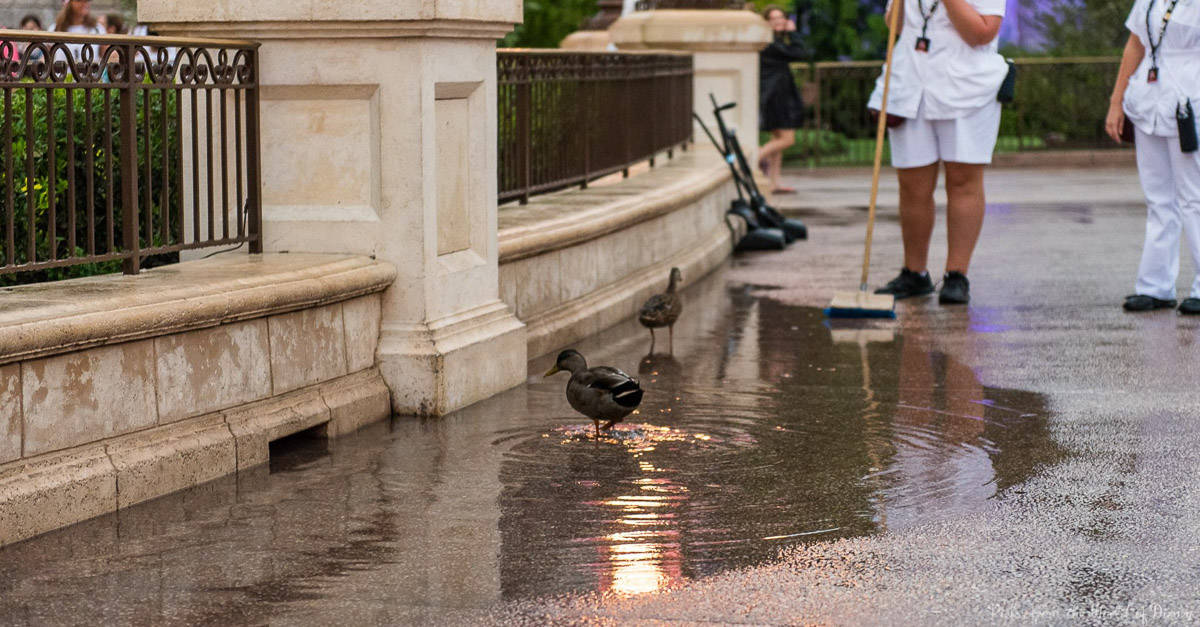 Two ducks splash in a puddle on a rainy Disney World day as Cast Members in white uniforms tidy up the path nearby.