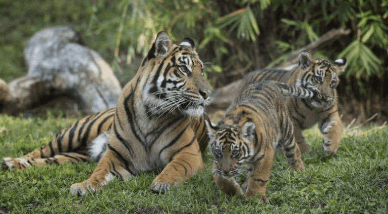 Sumatran tiger and playful cubs on lush grass await you along the Maharajah Jungle Trek at Walt Disney World.