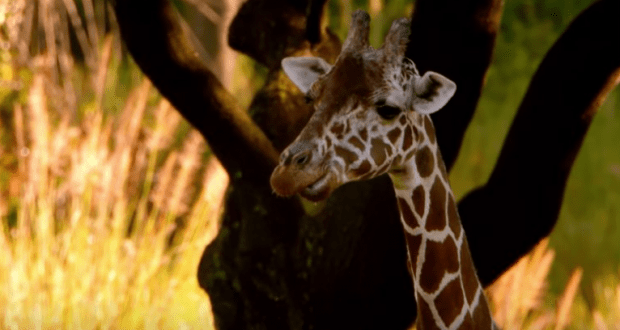 A majestic giraffe shows off its unique spots amid tree shadows and golden grass at Disney's Animal Kingdom.