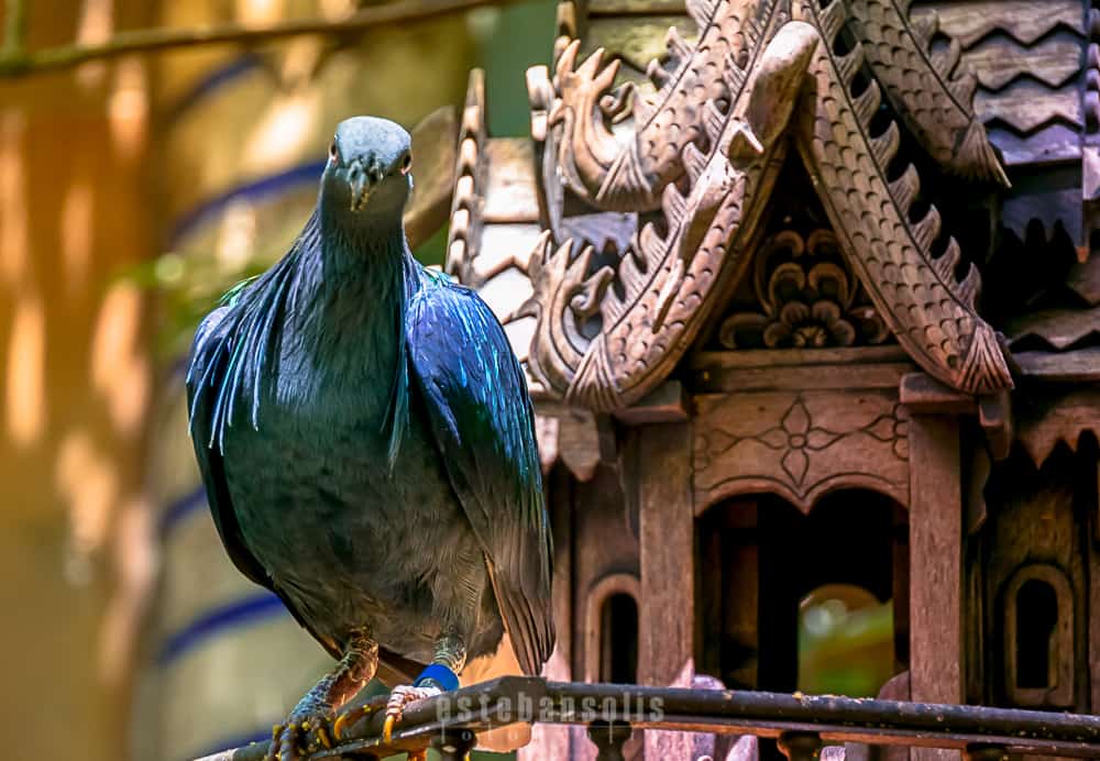 A vibrant blue pigeon rests by a lavishly carved birdhouse, evoking the peaceful charm of Animal Kingdom’s Oasis.