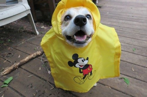 A cheerful pup sports a yellow Mickey raincoat on the deck, channeling Disney magic and delight for fans of all ages.