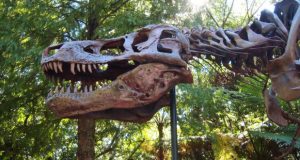 Dino Sue’s massive fossil skull and neck on display outdoors, surrounded by lush trees, brings Disney World magic to life.