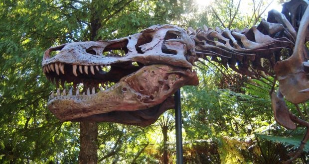Dino Sue’s massive fossil skull and neck on display outdoors, surrounded by lush trees, brings Disney World magic to life.