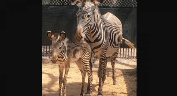 Grevy's Zebra and foal stand together on sandy ground inside their habitat at Disney's Animal Kingdom.