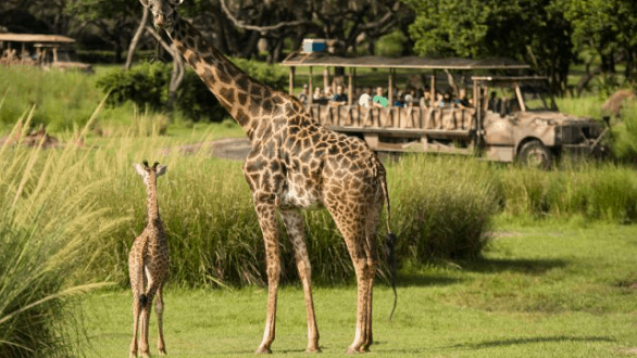 A giraffe and her calf graze near a Kilimanjaro Safaris truck filled with excited guests at Disney’s Animal Kingdom.