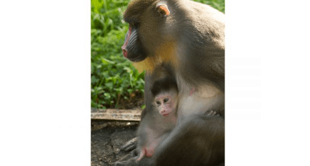 A baby mandrill cuddles in its mother’s arms surrounded by vibrant jungle, echoing the magic of Disney’s Animal Kingdom.