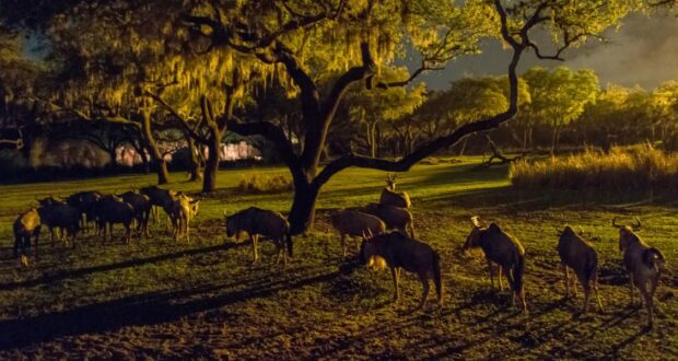 A herd of wildebeests graze under the shade of large, leafy trees at dusk. The dim light casts long shadows on the grass, and draped moss hangs from the tree branches, creating a serene and atmospheric scene.
