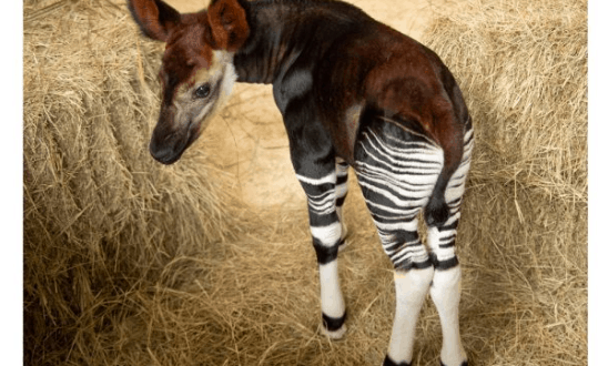 An okapi with striking striped legs and rich brown fur explores straw between hay bales at Disney’s Animal Kingdom Lodge.