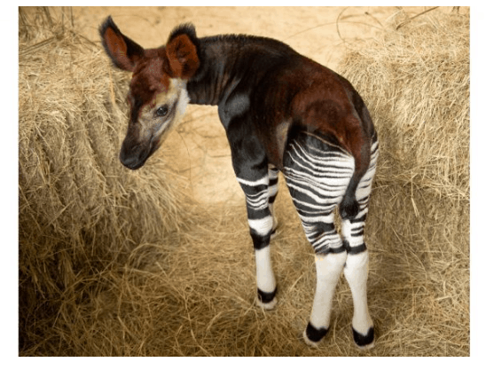 An okapi with striking striped legs and rich brown fur explores straw between hay bales at Disney’s Animal Kingdom Lodge.