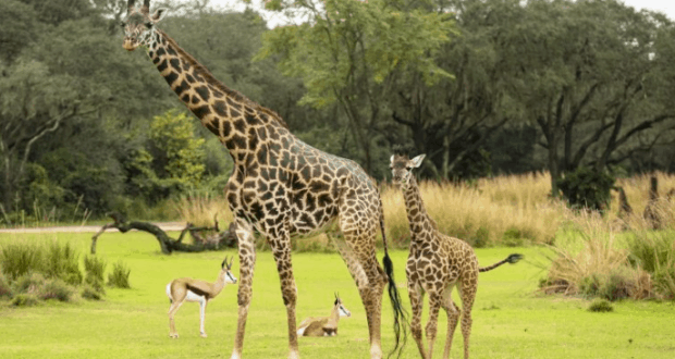Giraffe mom and calf roam Disney’s Animal Kingdom savanna as antelopes relax nearby, surrounded by lush theme park scenery.