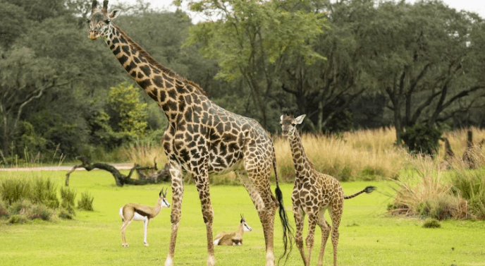 Giraffe mom and calf roam Disney’s Animal Kingdom savanna as antelopes relax nearby, surrounded by lush theme park scenery.