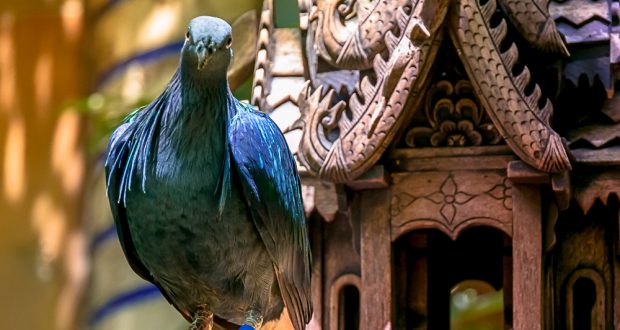 A blue pigeon on a branch beside an intricately carved birdhouse, evoking Oasis at Disney’s Animal Kingdom serenity.