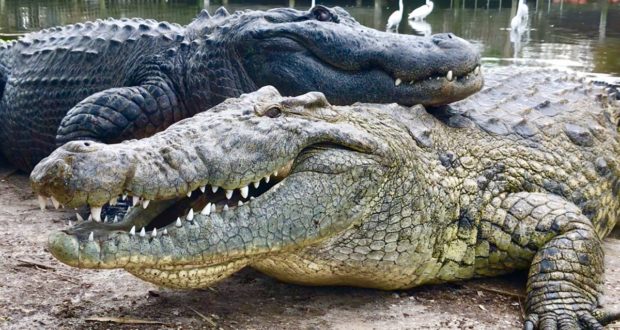 Two large alligators lounge by the water near Orlando, providing a wild contrast to the thrills of Disney World nearby.