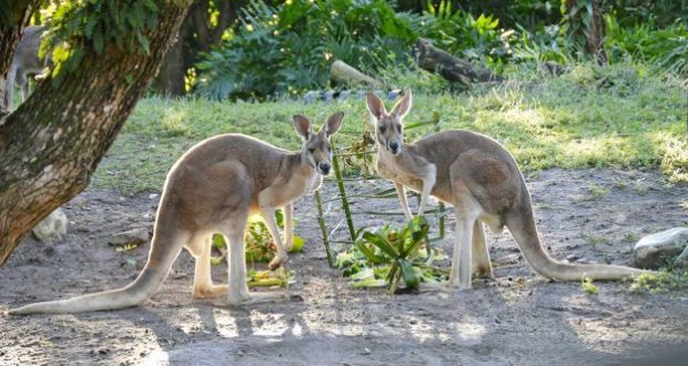 Kangaroos pose on lush grass at Disney’s Animal Kingdom, framed by greenery—an iconic holiday photo-op for park guests.