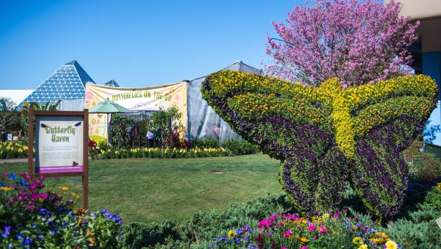 Butterfly topiaries and vivid blooms greet you at Butterfly Haven under pink trees and banners during Epcot’s Flower & Garden Festival.