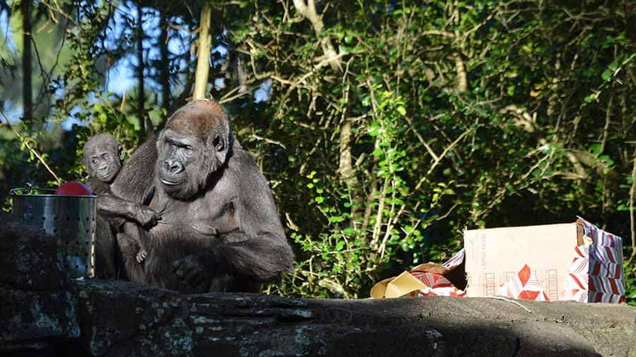 Watch a majestic gorilla with her baby relaxing on sunlit rocks near a box amid lush greenery at Disney’s Animal Kingdom.