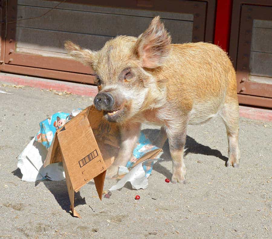 A playful piglet enjoys festive fun on sandy ground, chewing cardboard and surrounded by wrapping paper at Disney’s Animal Kingdom.