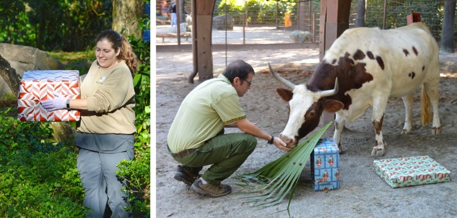 Left: Guest enjoys carrying holiday gifts in a festive park setting; right: Keeper treats a cow by holiday presents at Animal Kingdom.