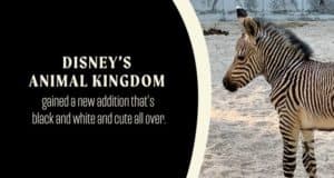 A zebra foal stands on sandy ground beside baby animal news signage at Disney’s Animal Kingdom.