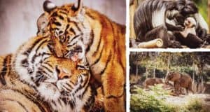 A tiger cub and adult frolic, a monkey snuggles its baby, and elephants roam—meet Disney animals at Animal Kingdom’s wildest attractions.