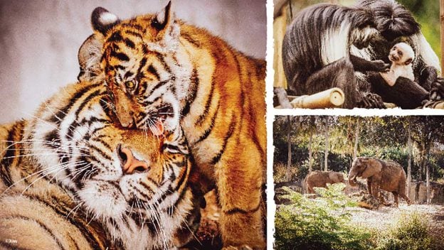 A tiger cub and adult frolic, a monkey snuggles its baby, and elephants roam—meet Disney animals at Animal Kingdom’s wildest attractions.