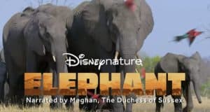 A majestic elephant herd roams together, highlighting Disneynature Elephant narrated by Meghan Markle, The Duchess of Sussex.