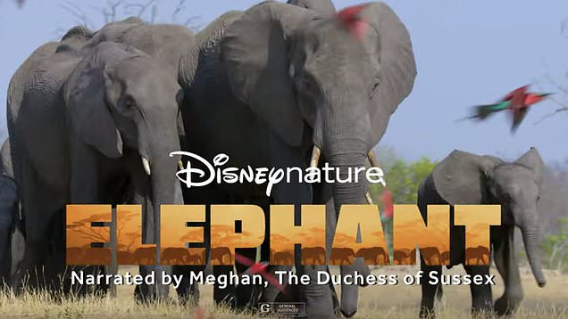 A majestic elephant herd roams together, highlighting Disneynature Elephant narrated by Meghan Markle, The Duchess of Sussex.