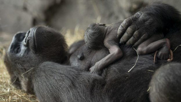 At Disney’s Animal Kingdom, a gorilla relaxes with her precious newborn cradled close—adorable magic for animal lovers!.