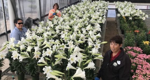 Cast Members care for rows of blooming Easter Lilies in a greenhouse bursting with flowers at Walt Disney World Resort.