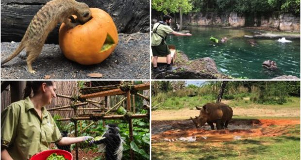 Collage of zoo animals at Disney: meerkat with pumpkin, hippos, lemur snacking, and rhino cared for by Disney’s Animal Care Team.