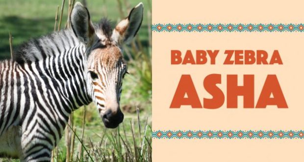 Baby Zebra ASHA on lush grass, featured with playful text and Animal Kingdom-inspired décor—perfect for Disney fans!.