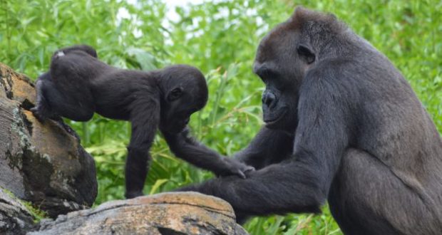 Watch a heartwarming moment as a gorilla parent helps its baby scale rocks in the lush Jungle Trek at Disney’s Animal Kingdom.