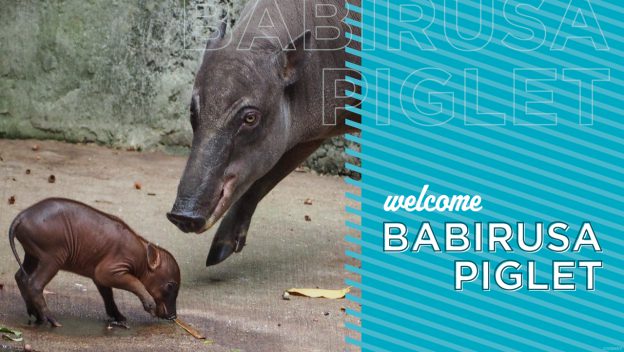 A babirusa piglet explores beside an adult at Disney’s Animal Kingdom with the sign: "Welcome Babirusa Piglet.