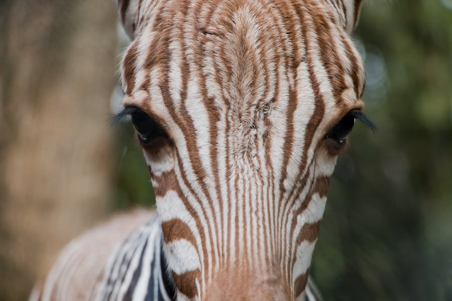 Adorable zebra foal up close, its bold stripes reminiscent of the playful herds at Disney’s Animal Kingdom Lodge.