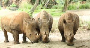 Guests at Disney’s Animal Kingdom can spot three majestic rhinos, including expectant mothers, gathered closely as they enjoy a meal of hay in a lush, scenic habitat.