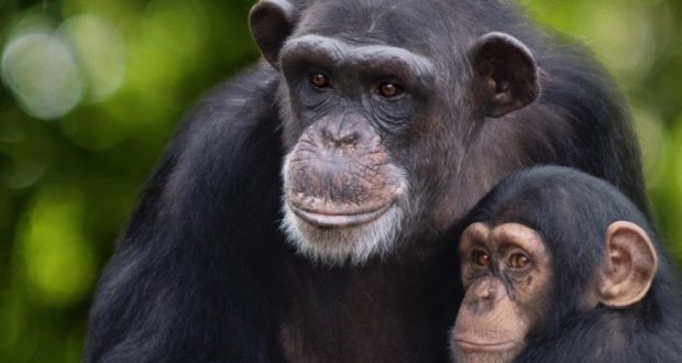 An adult chimpanzee and a young chimpanzee sit side by side, both gazing to the right against a lush green backdrop, capturing a heartwarming moment from Disney+’s Meet the Chimps trailer.