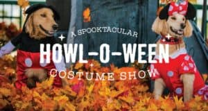 Mickey and Minnie lookalike pups dazzle in their signature costumes, surrounded by festive autumn leaves, bringing that Disney park enchantment to the “Howl-O-Ween Costume Show” celebration.