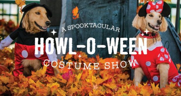 Mickey and Minnie lookalike pups dazzle in their signature costumes, surrounded by festive autumn leaves, bringing that Disney park enchantment to the “Howl-O-Ween Costume Show” celebration.