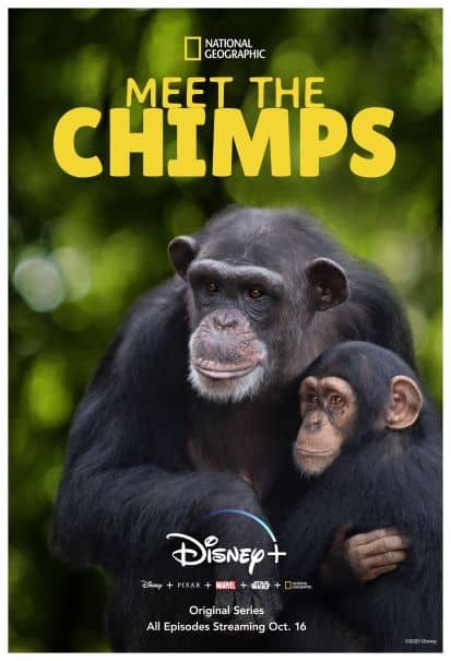 Two lovable chimpanzees featured from Disney+’s “Meet the Chimps” are pictured snuggled together under the show’s title on a vibrant green backdrop, offering guests a glimpse into the heartwarming animal adventures showcased in this Disney Original series.