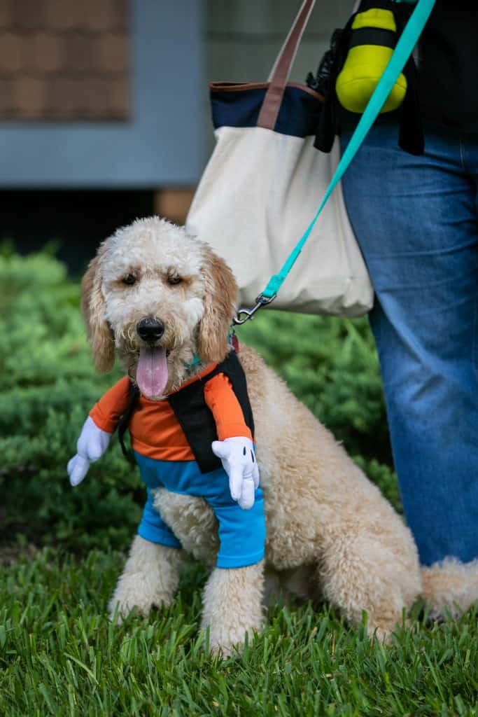 A playful pup dressed in a whimsical costume, complete with animated arms and pants, delights visitors on the festival lawn at Howl-O-Ween, escorted by its handler during the popular dog costume parade.