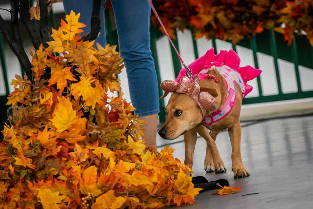 A pink-costumed pup on leash playfully sniffs a carpet of autumn leaves beside its owner in jeans, ready to make an entrance at the Howl-O-Ween Dog Costume Show for an audience eager for festive fun.