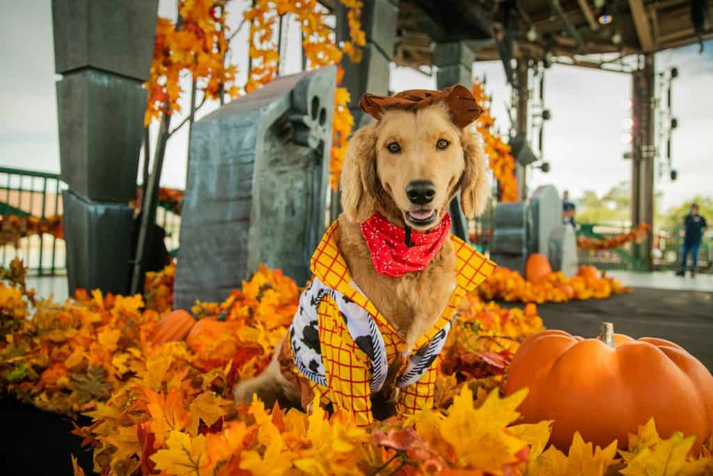 A golden retriever dressed as a cowboy poses amid vibrant autumn leaves and festive pumpkins at the annual Howl-O-Ween Dog Costume Show, bringing seasonal fun to the fall spectacular.