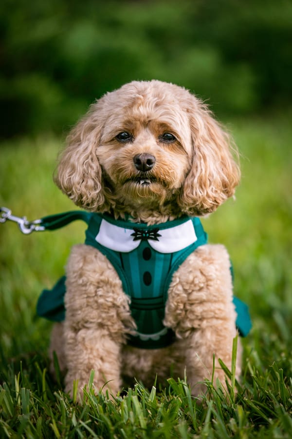 A fluffy pup sporting a green harness sits on the grass, gazing at the camera with a calm demeanor, dressed up in a Disney-inspired costume and all set to celebrate Howl-O-Ween.