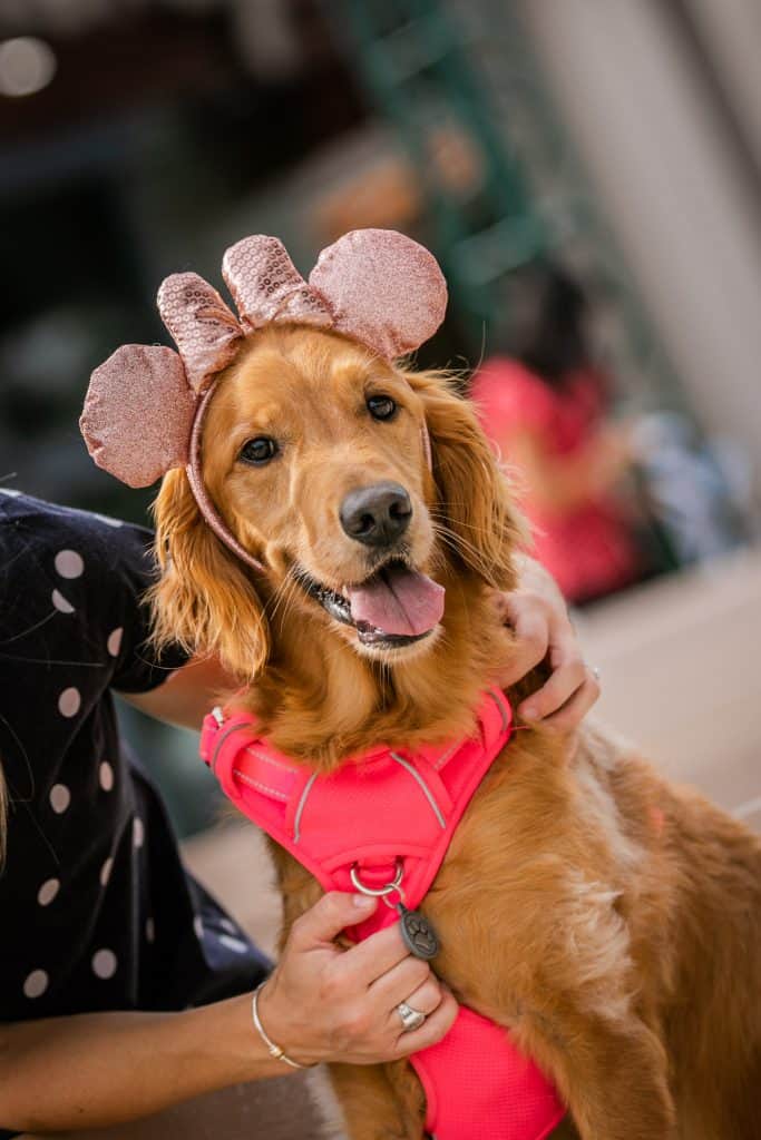 Adorable golden retriever dressed as Minnie Mouse, complete with pink ears and a matching harness, smiles for the crowd while being held before strutting the stage at Howl-O-Ween—bringing Disney magic to the costume celebration.