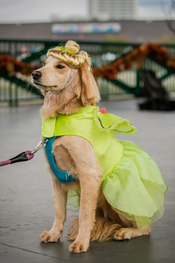 A golden retriever dressed as Tinker Bell, complete with a green fairy costume and blonde wig, poses on a leash outdoors—an enchanting sight for Disney fans celebrating Howl-O-Ween.