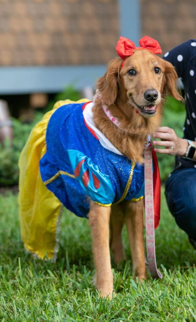 Snow White takes center stage in canine form as a golden retriever, complete with her signature red bow and glittering dress, delights guests on the Howl-O-Ween green. Standing beside its handler, this show-stealing pup channels classic Disney magic to enchant the Dog Costume Show audience.